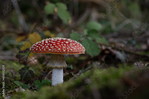 beautiful red toadstools stand in the forest