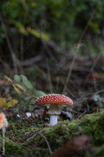 beautiful red toadstools stand in the forest