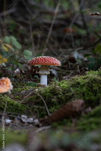 beautiful red toadstools stand in the forest