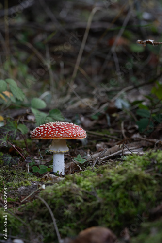 beautiful red toadstools stand in the forest