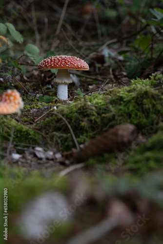 beautiful red toadstools stand in the forest