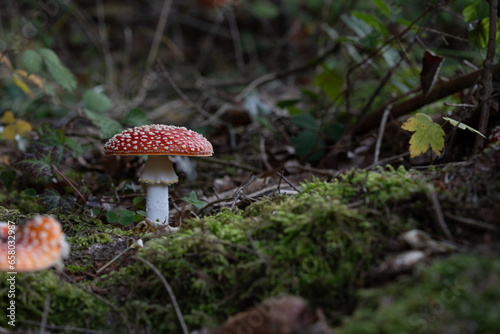 beautiful red toadstools stand in the forest