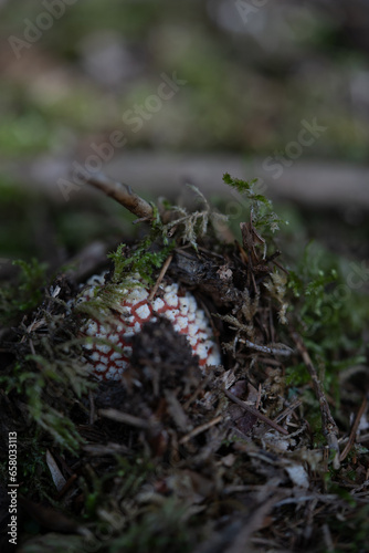 beautiful red toadstools stand in the forest