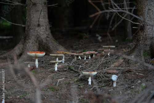beautiful red toadstools stand in the forest