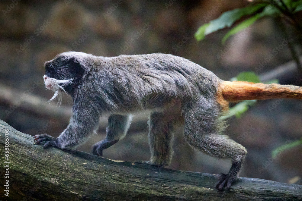 Fototapeta premium Animals 