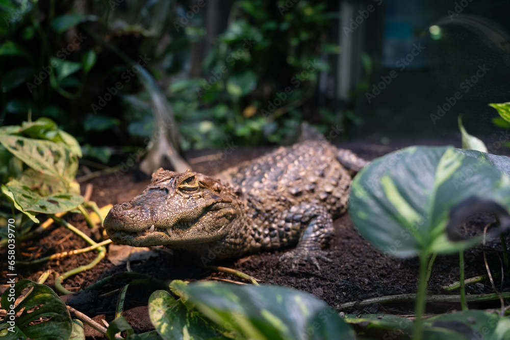wild crocodile in the zoo in Switzerland wild crocodile in the zoo in Switzerland