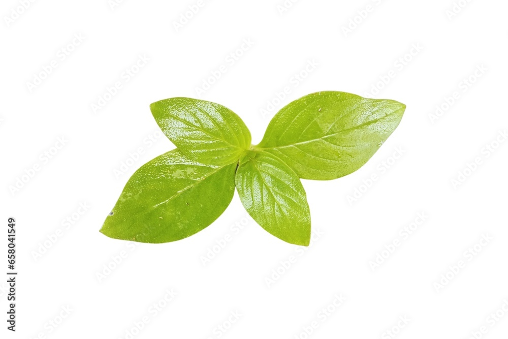 fresh basil leaves fresh basil leaves