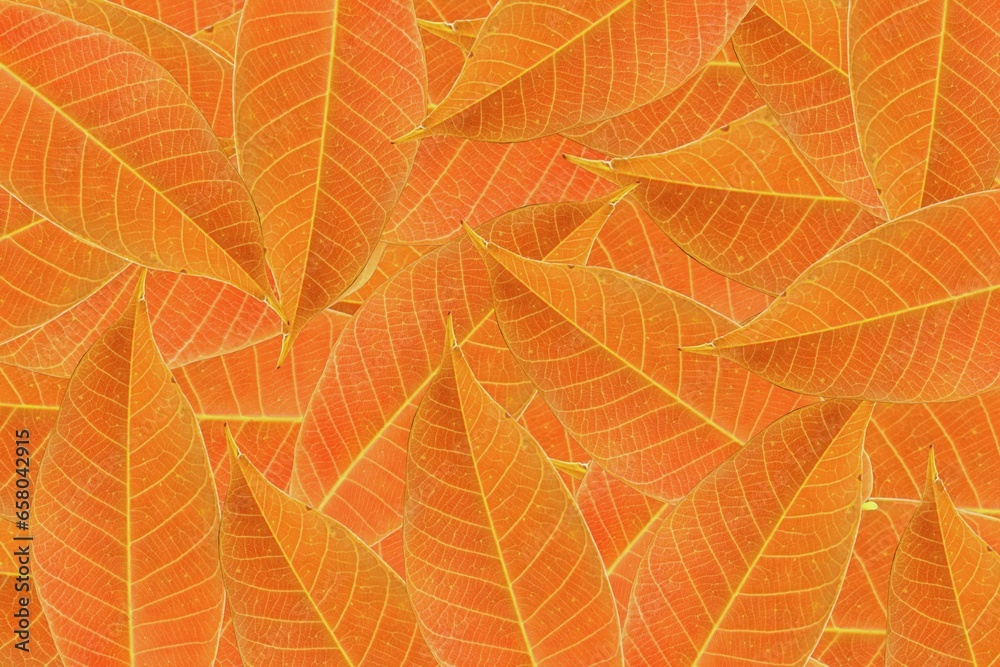 Obraz premium autumn leaves background