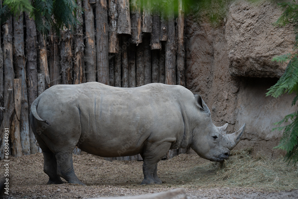 beuatiful rhino walking in the nature with other wild animals in the Swiss Zoo beuatiful rhino walking in the nature with other wild animals in the Swiss Zoo
