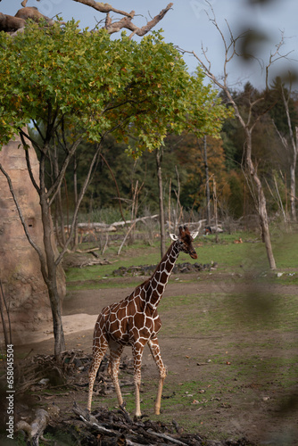 beuatiful giraffe walking in the nature with other wild animals in the Swiss Zoo