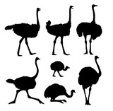 The set of silhouettes of ostriches.
