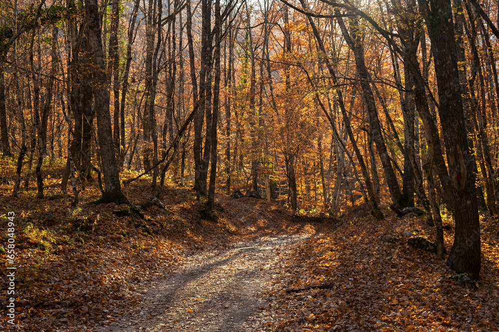 Obraz premium Autumn beech forest. Golden bright mystical mysterious landscape with fabulous trees. A journey through the forest. The concept of the beauty of nature, careful attitude. Natural background for design