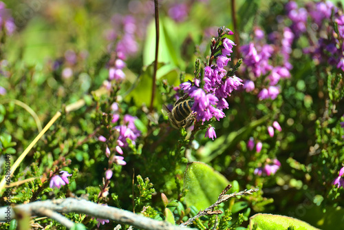 Summer in mountains near Bad Gastein, hiking paradise in Austria photo