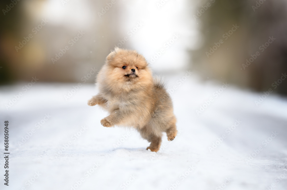 happy pomeranian spitz puppy playing outdoors in winter