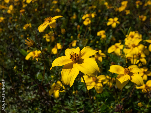 Apache or fern-leaved beggarticks  Bidens ferulifolia  flowering with bright golden flowers in the garden in early autumn