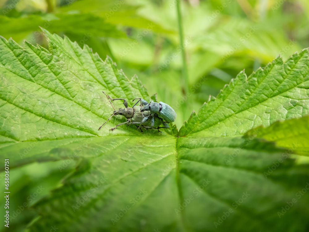 Close-up of a couple of weevil (phyllobius) in blue and green colour mating on a green leaf Close-up of a couple of weevil (phyllobius) in blue and green colour mating on a green leaf