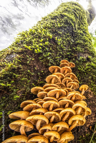 Wild mushrooms growing in the trunk of an old tree.