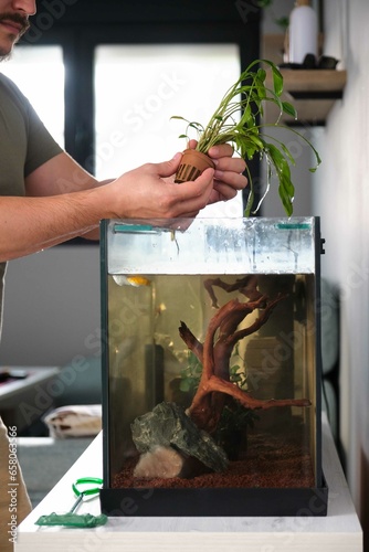 Man hands planting new water plant, cryptocoryne x willisii, in aquarium at home. photo