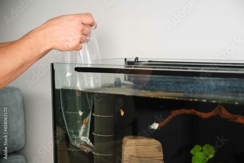 Obraz na płótnie New Balloon Molly fish in a plastic bag acclimatizing to a new water temperature before being transferred into a big aquarium