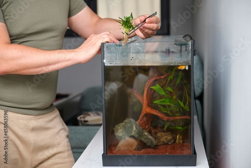 Man hands planting new water plant, Cryptocoryne Parva, using tweezers in aquarium at home. photo