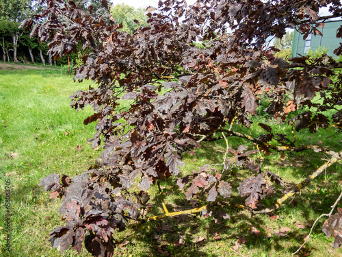 Rare purple leaved cultivar of English oak (Quercus robur) 'Timuki' in summer at Latvian National Botanic Garden. It keeps it purple color all season photo