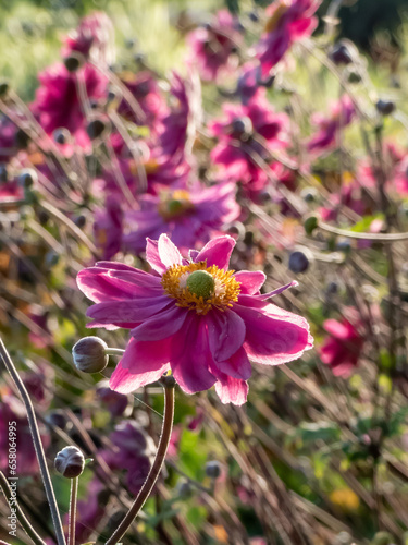 Close-up of the Japanese anemone (Anemone hybrida) 'Pamina' flowering with large, double, deep pink, cup-shaped flowers in the garden photo