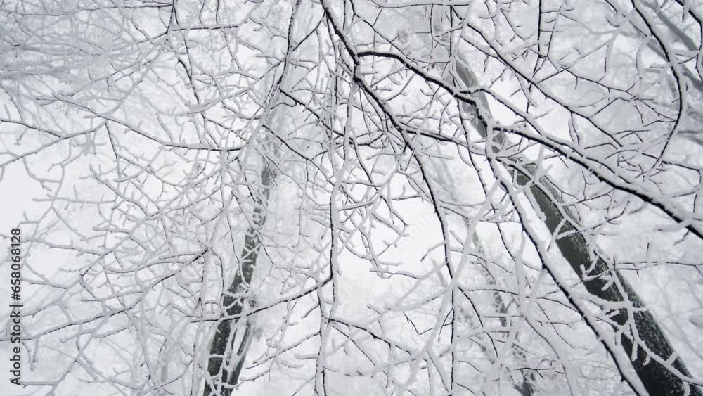 A handheld low-angle shot of tall trees covered with snow, against a white sky. A handheld low-angle shot of tall trees covered with snow, against a white sky.