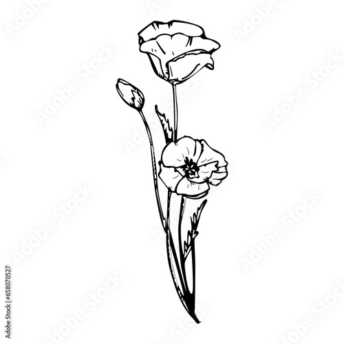 Black and white carnation flower drawing