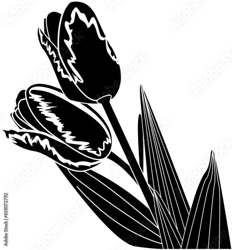 Black and white tulip flower vector illustration