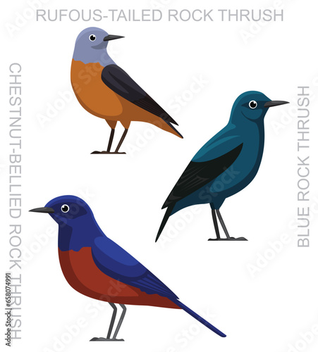 Cute Bird Rock Thrush Set Cartoon Vector