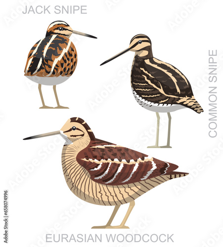 Cute Bird Snipe Set Cartoon Vector