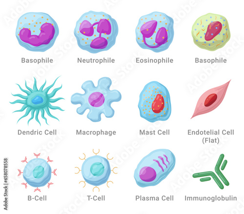 Immune system cells with names anatomical educational medical set isometric vector illustration photo