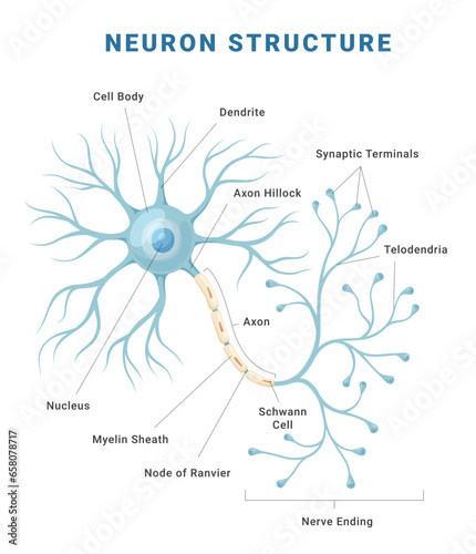 Neuron anatomical structure medical education science infographic scheme poster vector flat