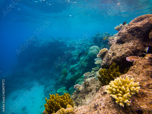 Dive into the enchanting underwater world of the Great Barrier Reef, where vibrant marine life thrives amidst crystal-clear waters, a paradise for underwater photographers and ocean enthusiasts.