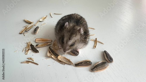 A small grey and black Dzungar hamster eats sunflower seeds on a white table. concept of food for domestic rodents. photo