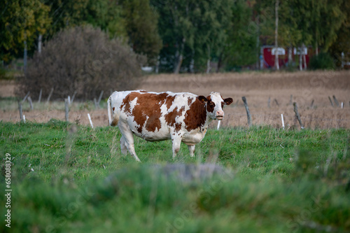 Cow outdoors in pasture eating green grass photo