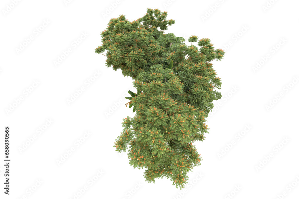 Realistic forest isolated on transparent background. 3d rendering - illustration Realistic forest isolated on transparent background. 3d rendering - illustration
