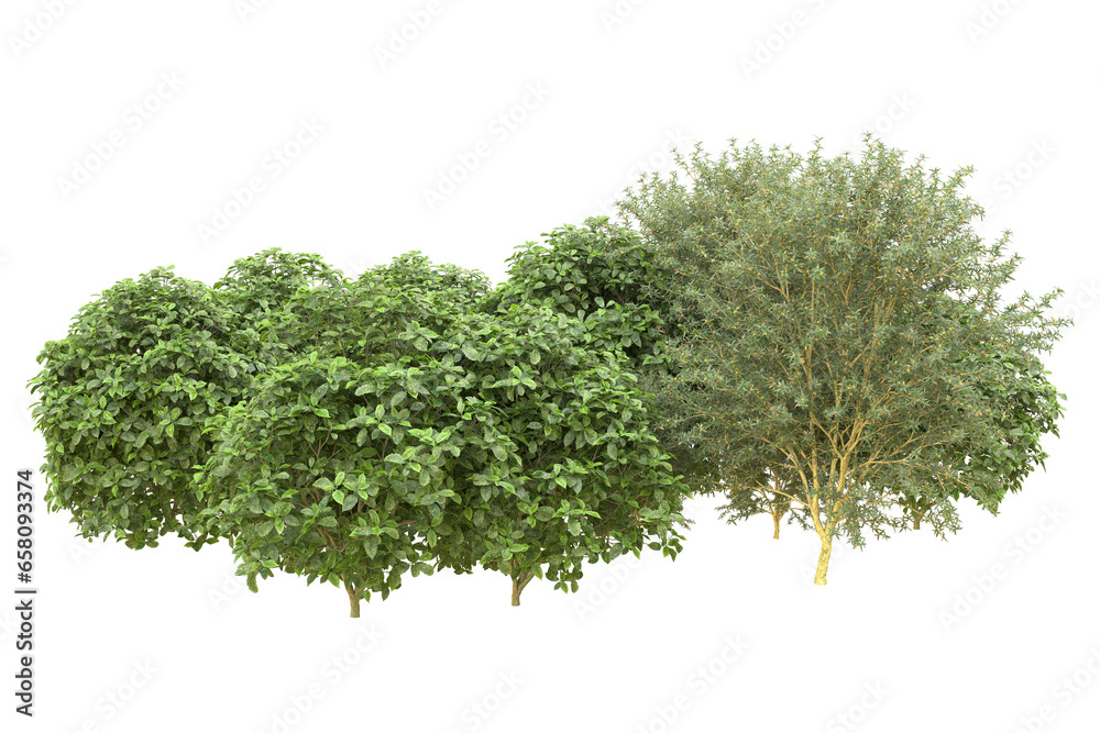 Realistic forest isolated on transparent background. 3d rendering - illustration Realistic forest isolated on transparent background. 3d rendering - illustration