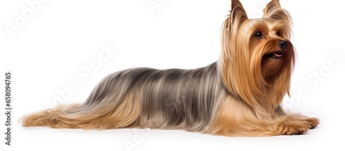Yorkshire Terrier on white background with show coat photo