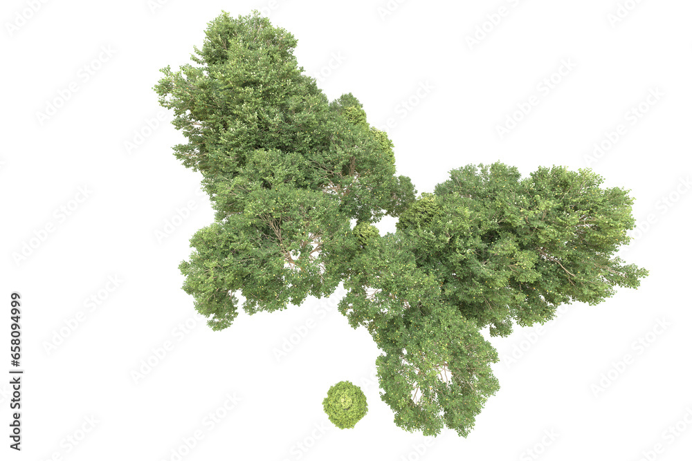 Realistic forest isolated on transparent background. 3d rendering - illustration Realistic forest isolated on transparent background. 3d rendering - illustration