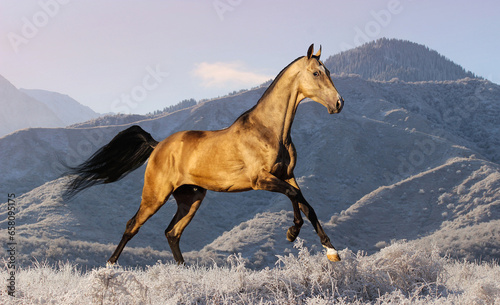 horse in the snow, a dun, Baskin stallion gallops across a snow-covered field on frost against the backdrop of mountains photo