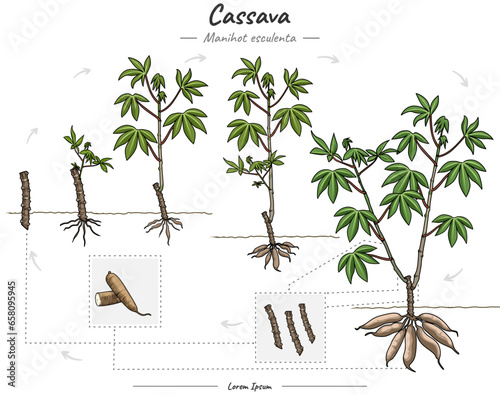 Growing Cassava illustration