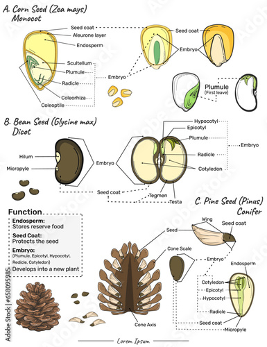 Monocot, dicot and conifer seed.