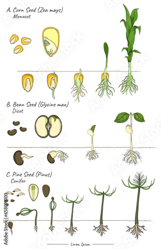 Seeds structures and development of pine pinus,corn zea mays, soybean glycine max template. photo