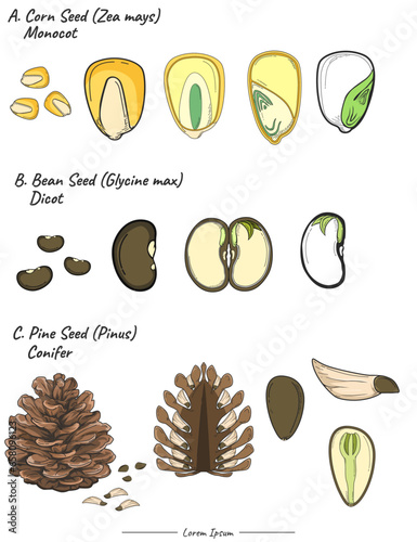 Monocot, dicot and conifer seed set illustration.