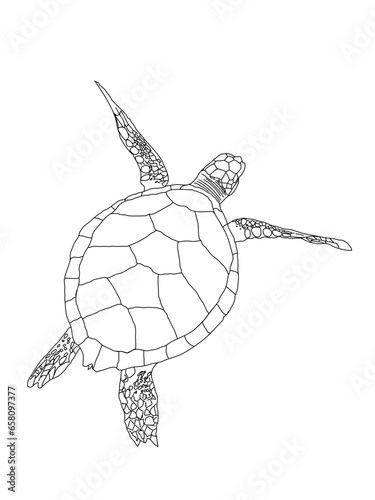 turtle isolated on white background