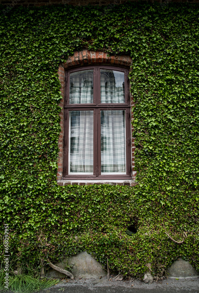 old window with ivy