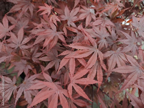 Acer palmatum 'Bloodgood' photo