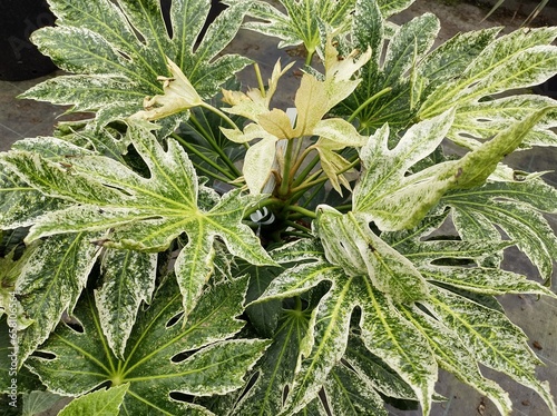 Fatsia japonica 'Spider's Web'