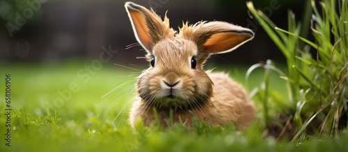 Grooming bunny rabbit in garden grass © AkuAku